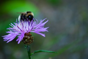 Nya blommor i partifloran